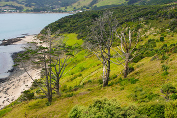 Landscape in Kauri