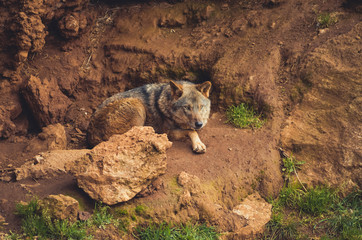 Nice portrait of an Iberian wolf resting calmly. Animal