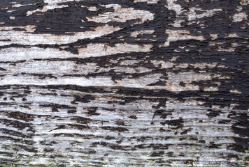 crack on old wood texture, painted in white color