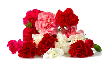 carnation flowers isolatde on white