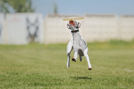 Dog Catches A Flying Disc