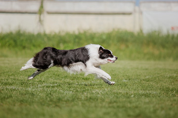 Border collie dog catches a flying disc