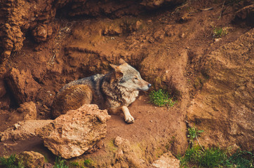 Nice portrait of an Iberian wolf resting calmly. Animal