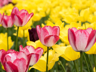 Obraz premium Pink tulips on yellow background in spring Park on Elagin island, St. Petersburg .
