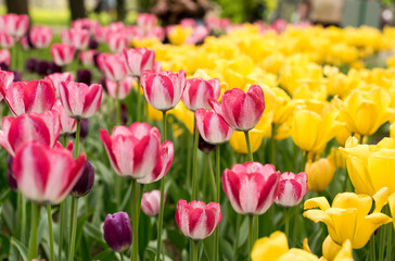 Obraz premium Pink tulips on yellow background in spring Park on Elagin island, St. Petersburg .