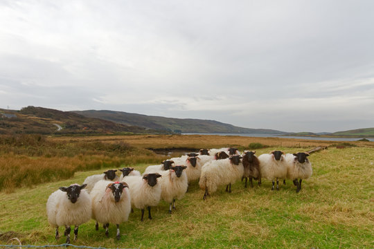 Moutons en Irlande