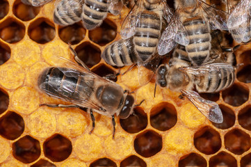 Männliche Honigbiene sitzt neben Arbeiterinnen auf Brutwaben, Honigbienen Drohne und Arbeiterinnen...