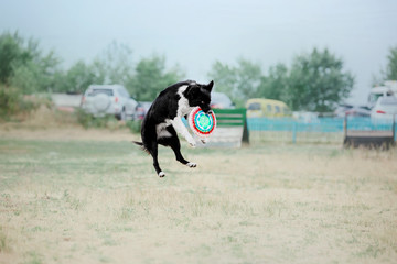 Dog sport competition