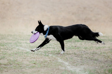 Dog sport competition