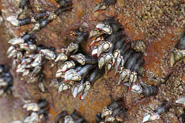 Goose barnacles (Pedunculata) in a sea grotto