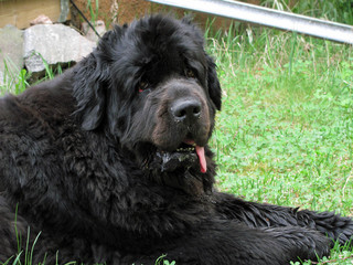 Newfoundland dog lying and looking at camera.