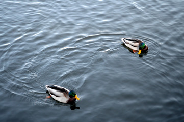 ducks swimming in water