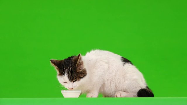 white cat drinking milk on a green screen