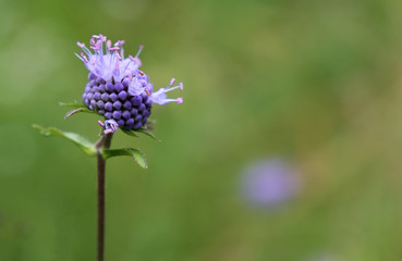 Blue flower in the garden