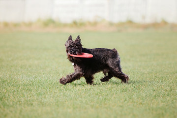 Miniature schnauzer dog playing with disc