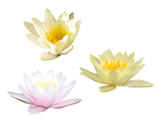 three water lily flowers isolated on white