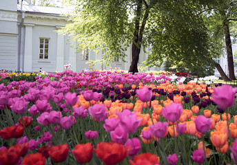 Tulips in the spring Park on Elagin island, St. Petersburg .