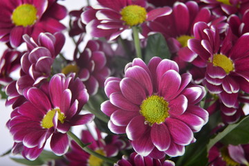 Margaretki - kwiaty bukiet © adamraga