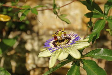 Fototapeta na wymiar Passionsblume (Passiflora caerulea)