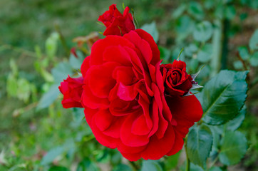 bright rose flower with green leaves