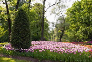 Tulip festival in spring Park on Elagin island, St. Petersburg .