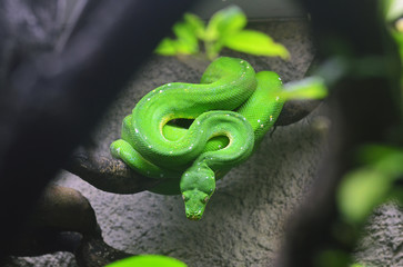 Green python