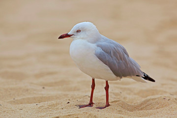 Oiseau marin mouette argentée sur une plage de sable à Sydney, Bondy beach, Australie.
