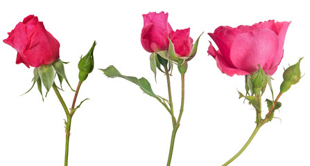 three dark pink color roses with green buds on white