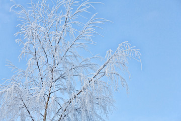 winter birch branches in snow on blue background