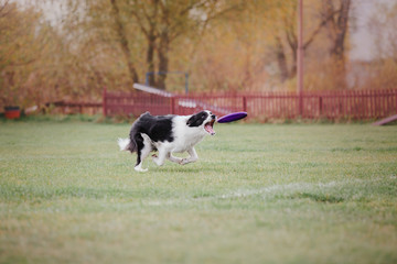 Naklejka na ściany i meble Border collie dog catches a flying disc