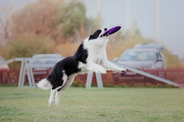 Border collie dog catches a flying disc