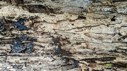 Wood board was eating by group of termites