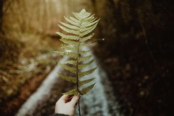 Frau hält Farn Blatt in der Hand im Wald beim Spaziergang