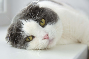 Portrait of a cat lying on the windowsill, close-up