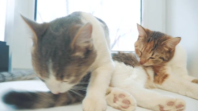 funny video cat. cats lick each other kitten. slow motion video. Cats grooming and licking each other. pet a cute video. friendship of two cats mother and lifestyle daughter