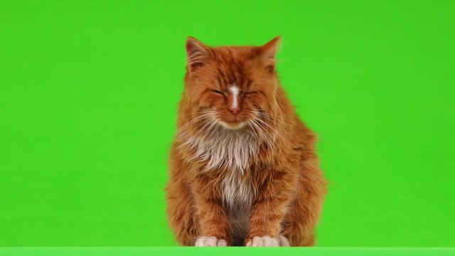 Ginger cat lying and looked around on a green screen