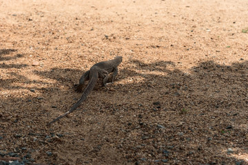 Varan crawls out of the shadows into the sun across the sand. Close-up, rear view. Camouflage...