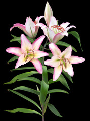isolated on black light pink lily with bud and four blooms