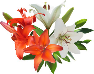 red and white isolated bunch of lily flowers