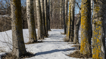 Poplar planting thawed from the snow
