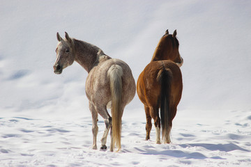 purebred arabian mare - champion and her friend looks back in the winter in the snow