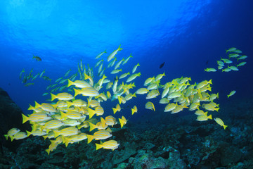 Obraz na płótnie Canvas Fish on coral reef 