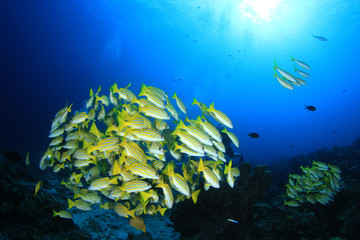 Naklejka na ściany i meble Fish on coral reef 