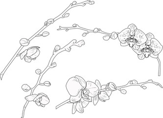 orchid four branches outlines isolated on white