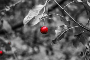 Black and white color and bright red apple