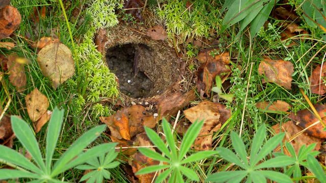 Common wasp (Vespula vulgaris) returning to the nest