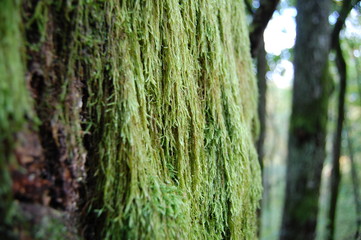 moss on tree