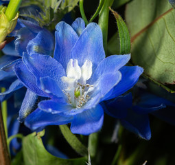 Floral background with colofrul fresh flowers in bouquet, macro photo close up
