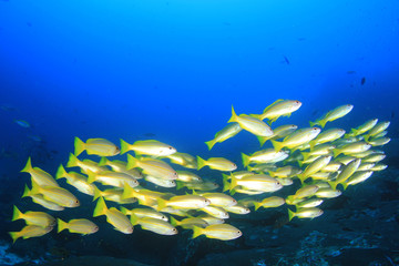 Coral reef and fish in Similan Islands, Thailand 