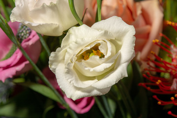 Floral background with colofrul fresh flowers in bouquet, macro photo close up